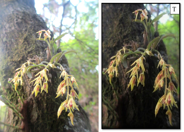 2-Dendrobium.jpg